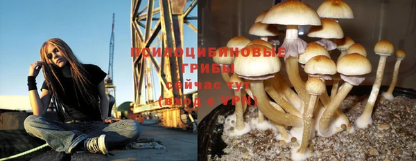 прущие грибы Нижний Тагил